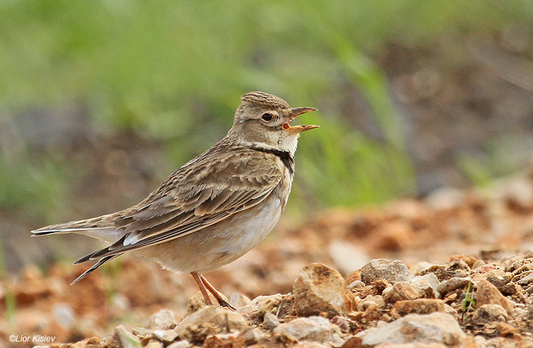   Calandra Lark Melanocorypha calandra  Bacha valley ,Golan 12-04-11  Lior Kislev                           